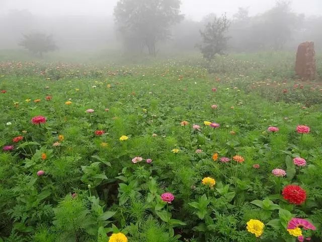 落花网最新网址，探索与体验之旅