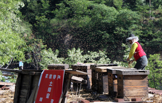 养蜂员招聘启事，开启甜蜜事业的大门之旅