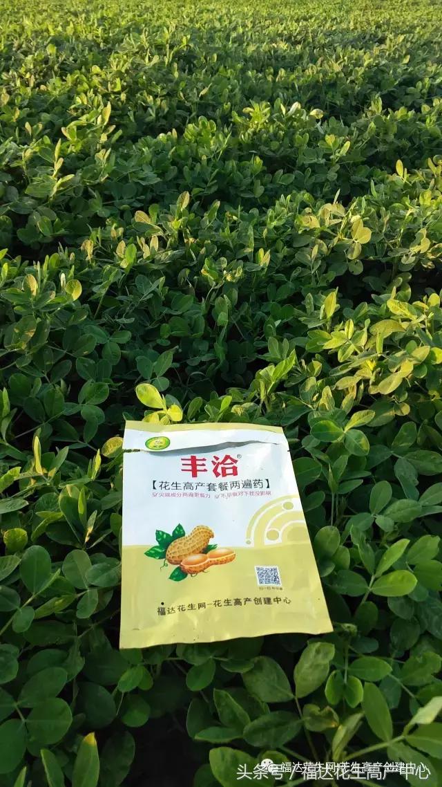 河南花生价格最新行情解析