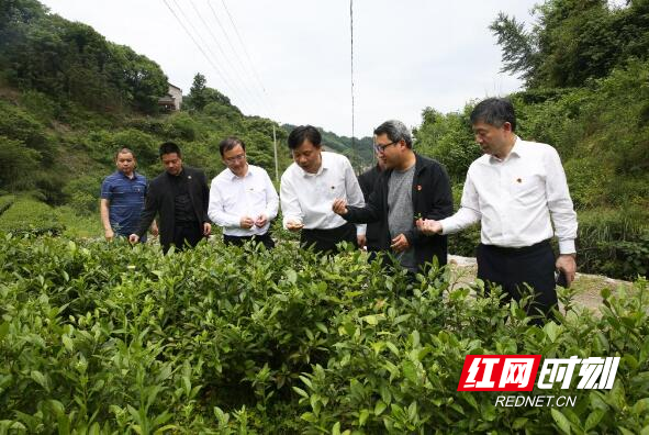 茶措村新领导引领村庄崭新未来之旅